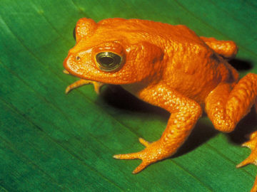 Endangered frog